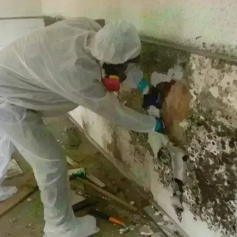 Mold Remediation and Removal in Keizer, OR